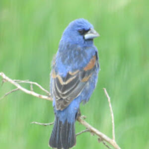 colleennoecker avatar