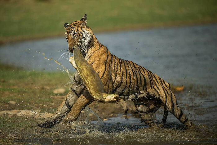 A photograph of a tiger catching an Indian softshell turtle by Sankhesh Dedhia