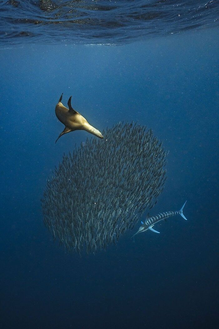 A photograph of a marlin and a sea lion catching sardines by Merche Llobera