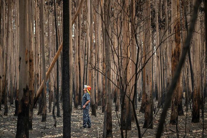 A photograph of burnt trees in Australia by Jo Anne Mcarthur