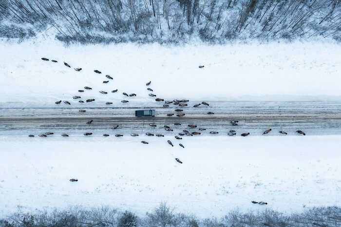 An areal photo of a wood bison herd blocking the road by Geoffrey Reynaud
