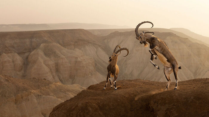 A photograph of Nubian ibexes jumping by Amit Eshel