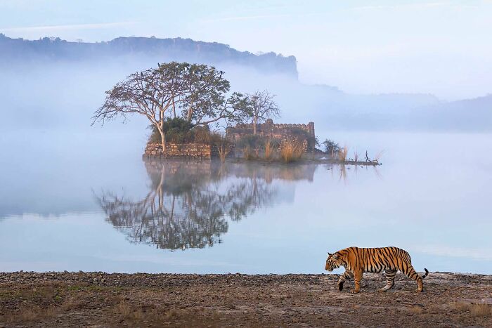 A photograph of a tiger at Ranthambore by Amit Vyas