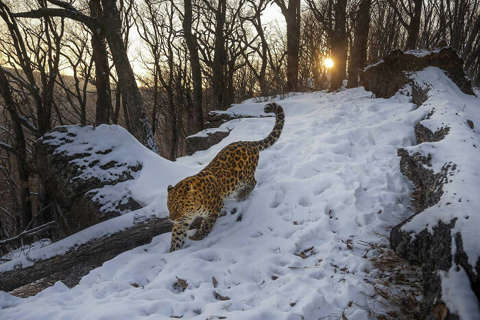 A photograph of an Amur leopard by Sergey Gorshkov