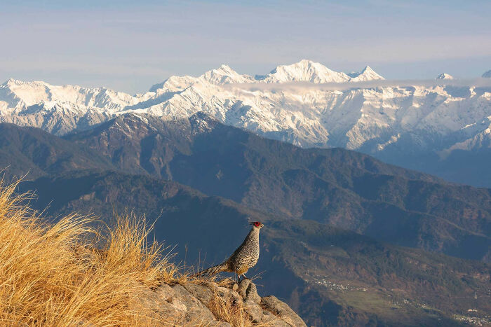 A photograph of a cheer pheasant with Himalayas in the background by Souvik Kundu