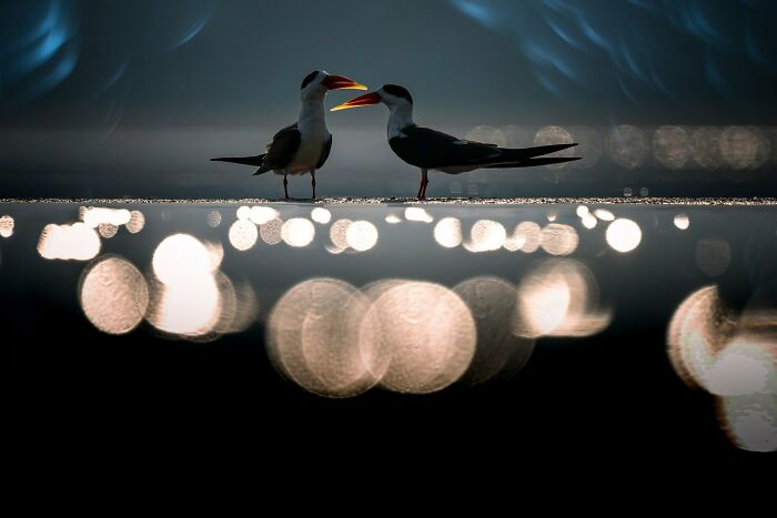 A photograph of two Indian Skimmers by Padmanava Santra