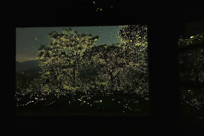 A photograph of fireflies outside by Sriram Murali