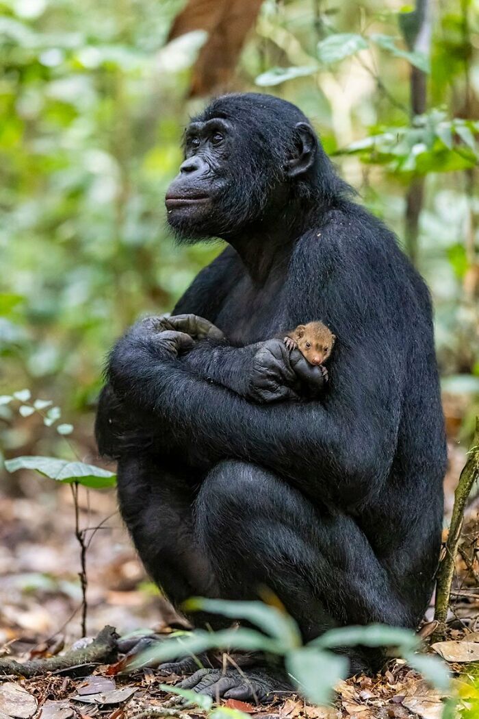 A photograph of Bonobo holding a mongoose pup by Christian Ziegler