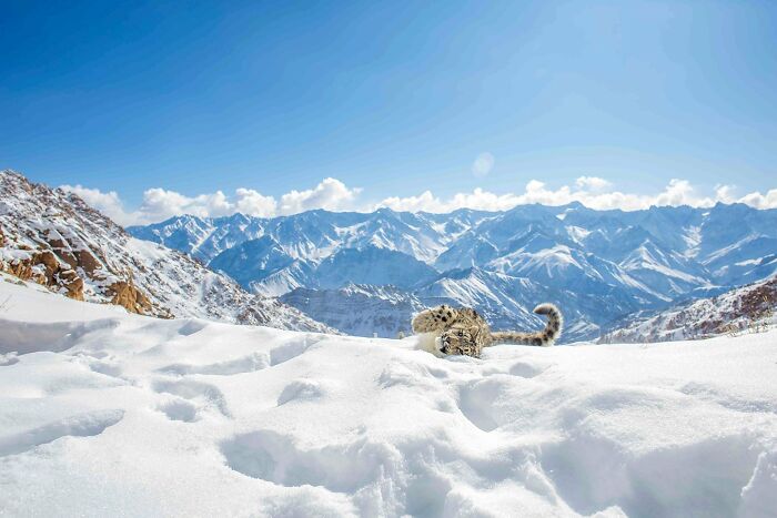 A photographs of a snow leopard relaxing in the snow by Morup Namgail