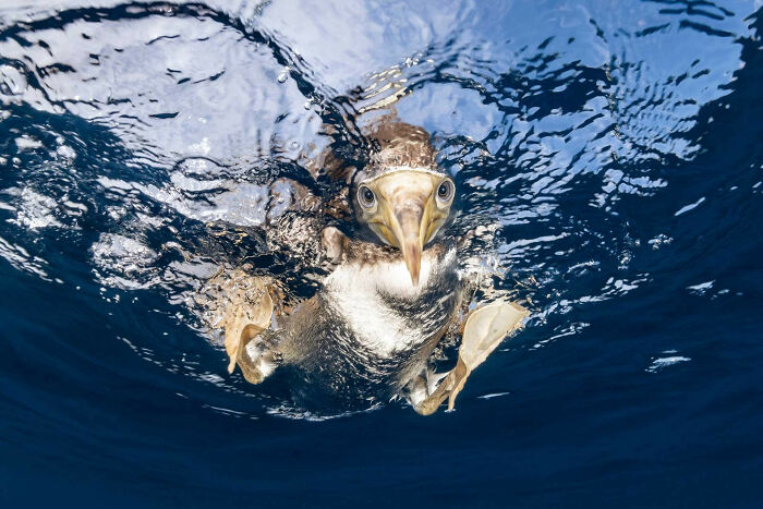 A photograph of a brown booby plunge-diving to feed by Suliman Alatiqi