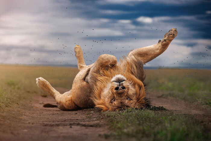A photograph of a relaxed lion by Bharath Kumar V