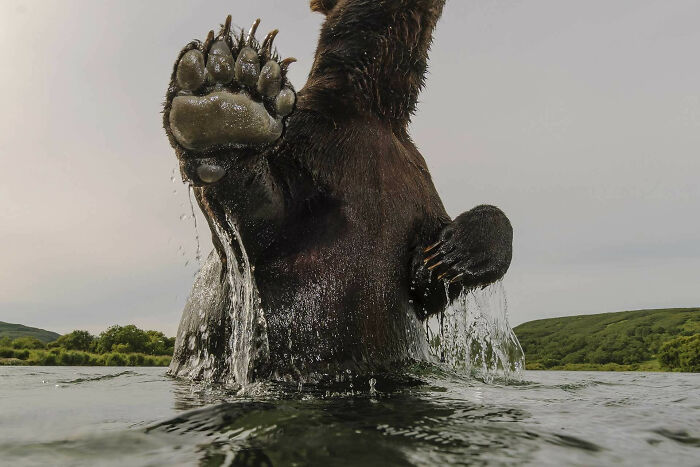 A photograph of a bear in the water by Sergey Gorshkov