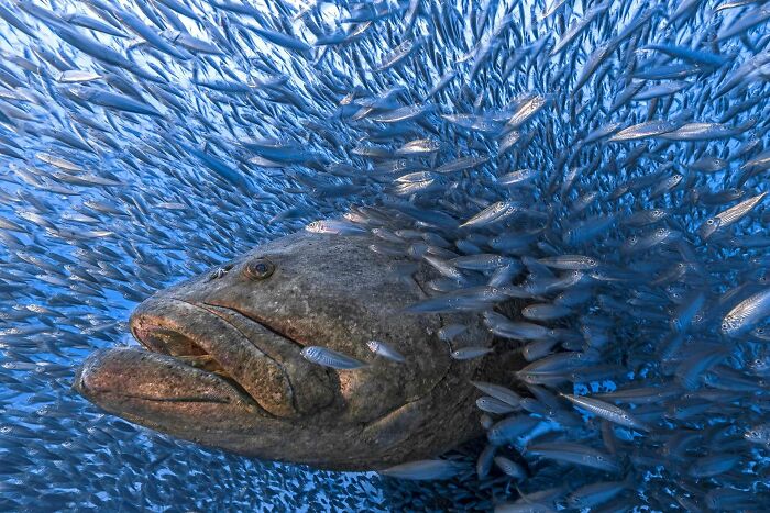 A photograph of an Atlantic goliath grouper among thousands of small fish by Tom Shlesinger 