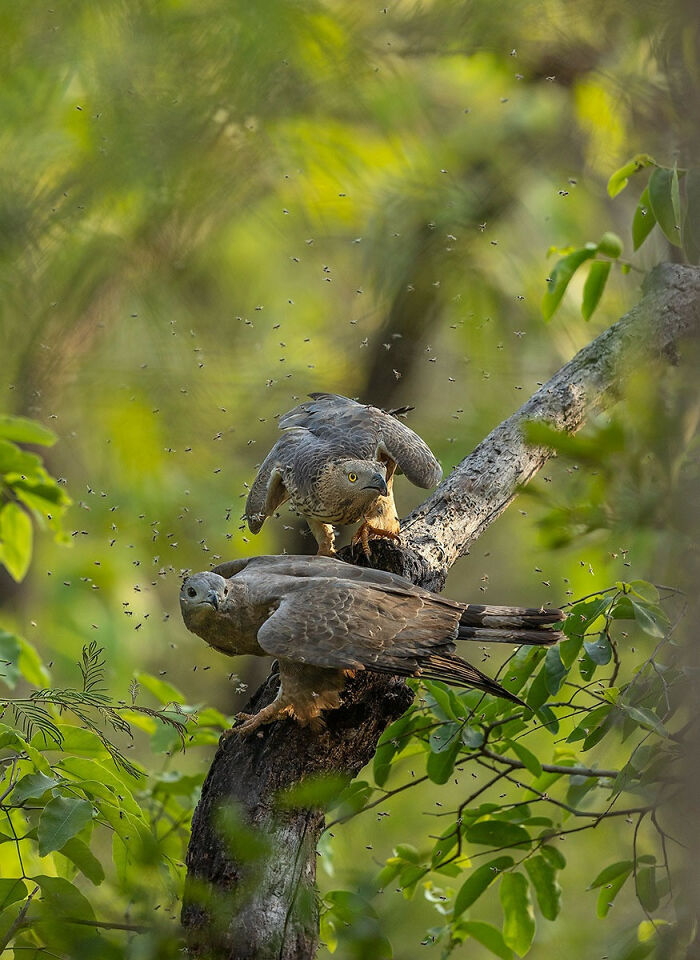 A picture of two oriental honey buzzards by Pranav Mahendru