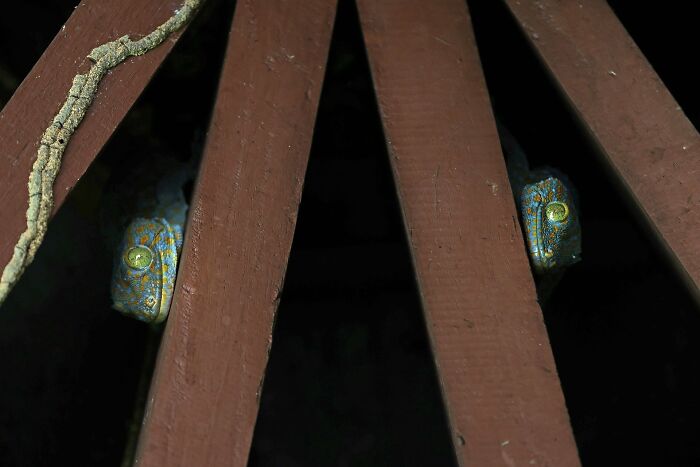A photograph of two geckos by Jomtup Charoenlapnumchai
