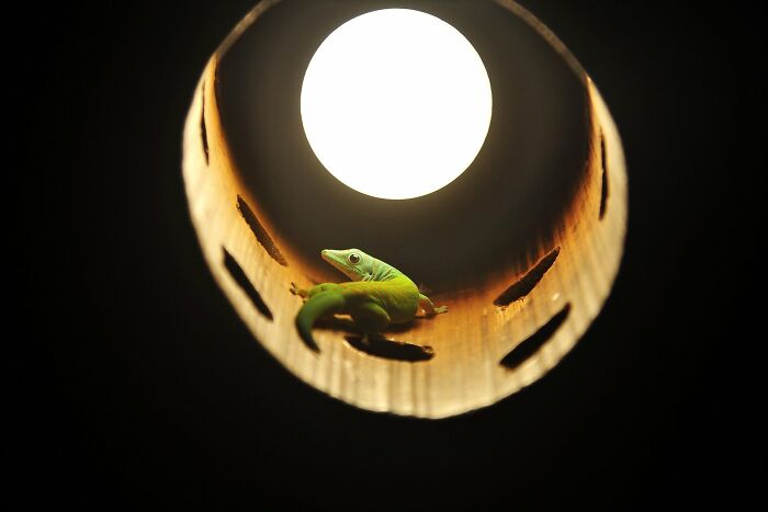 A picture of a gecko by Vidyun Hebbar