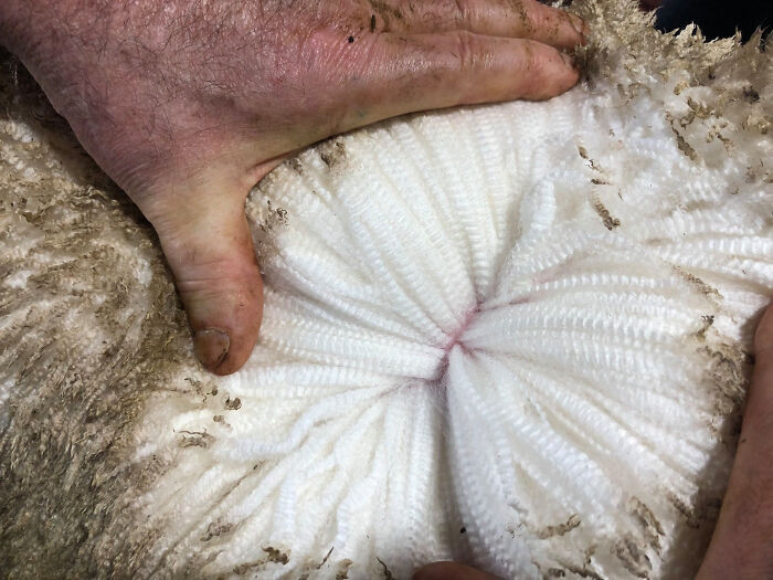 The Wool Of An Australian Merino Sheep