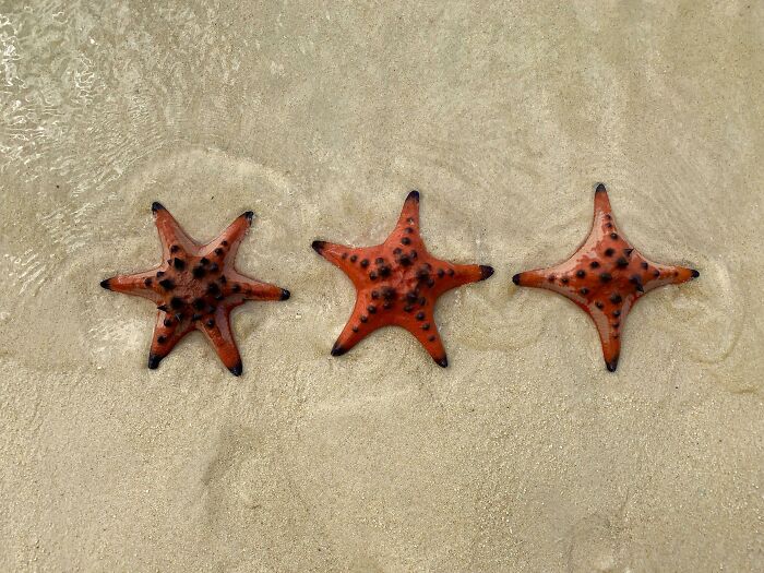Starfish With 6, 5 And 4 Arms