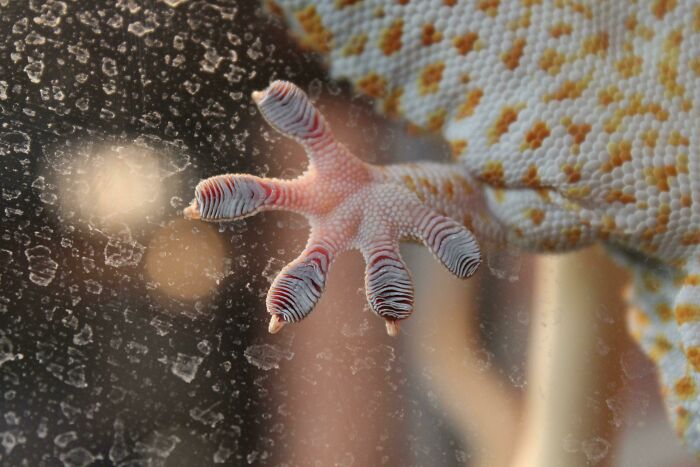 This Picture I Took Of A Gecko's Foot