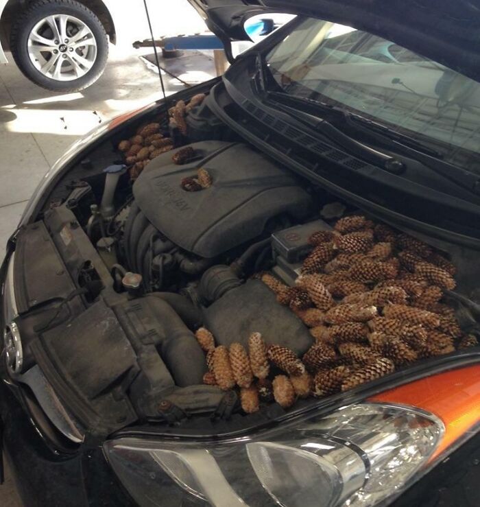 El cliente se quejaba de un olor extraño en el coche