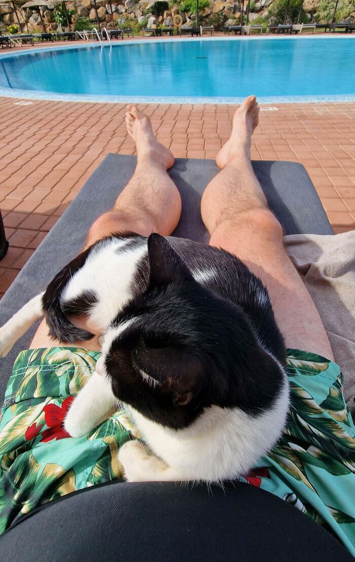 These Resort Cats Can Certainly Tell A Soft Touch Cat Friendly Person