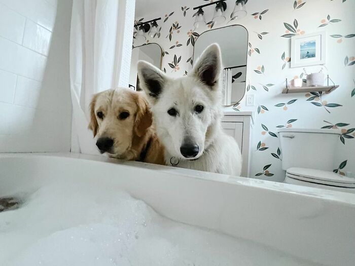 Trying To Have A Relaxing Bath… Can Anyone Relate?
