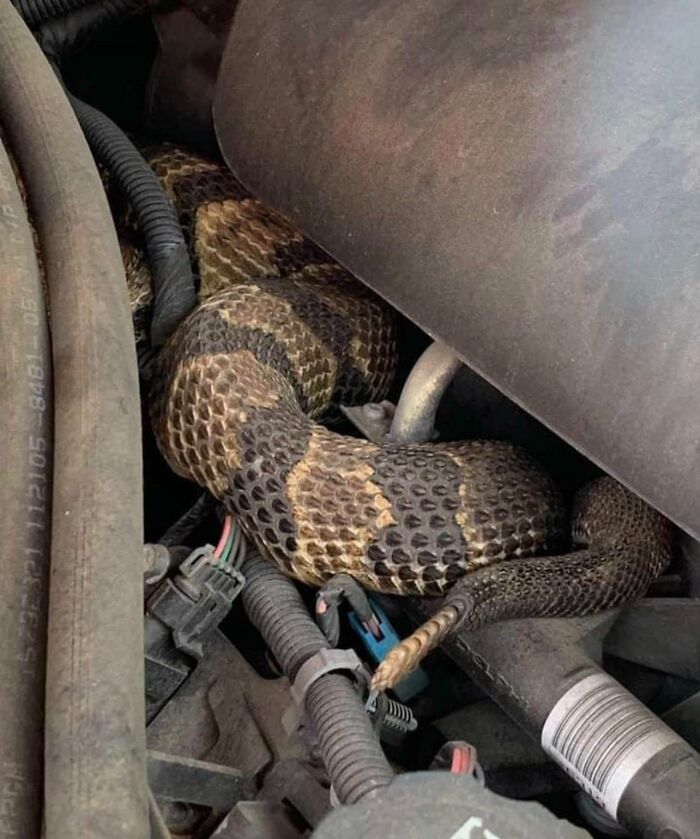 Customer States: "Hissing And Rattling Noise From Under The Hood"