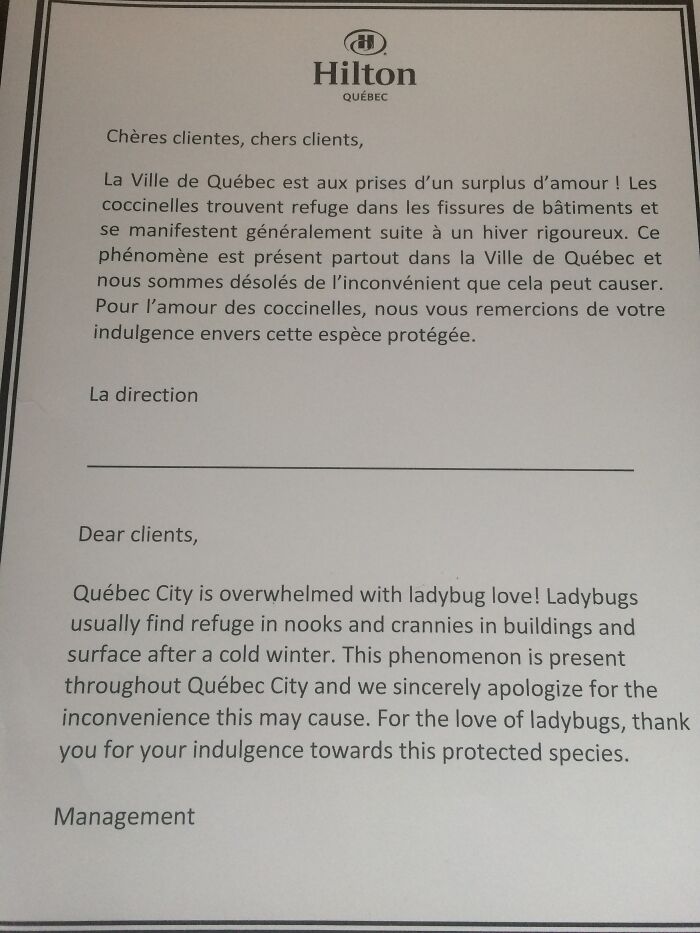 A Letter From Hotel Management About Ladybug Love