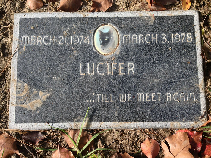 Saw This Beauty At The Los Angeles Pet Cemetery
