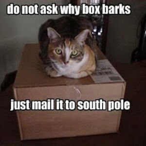 gloriouscheesecake avatar