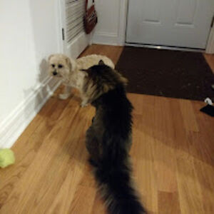 donyallerichardson avatar