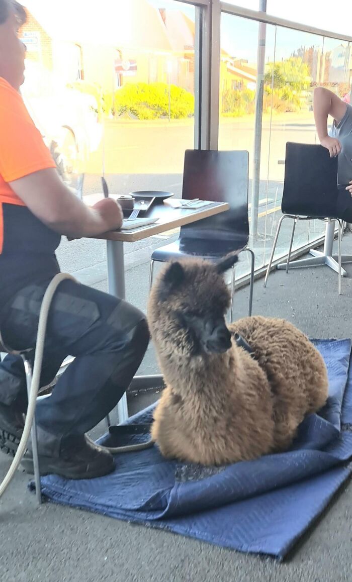 Someone Brought Their Alpaca To The Local Today