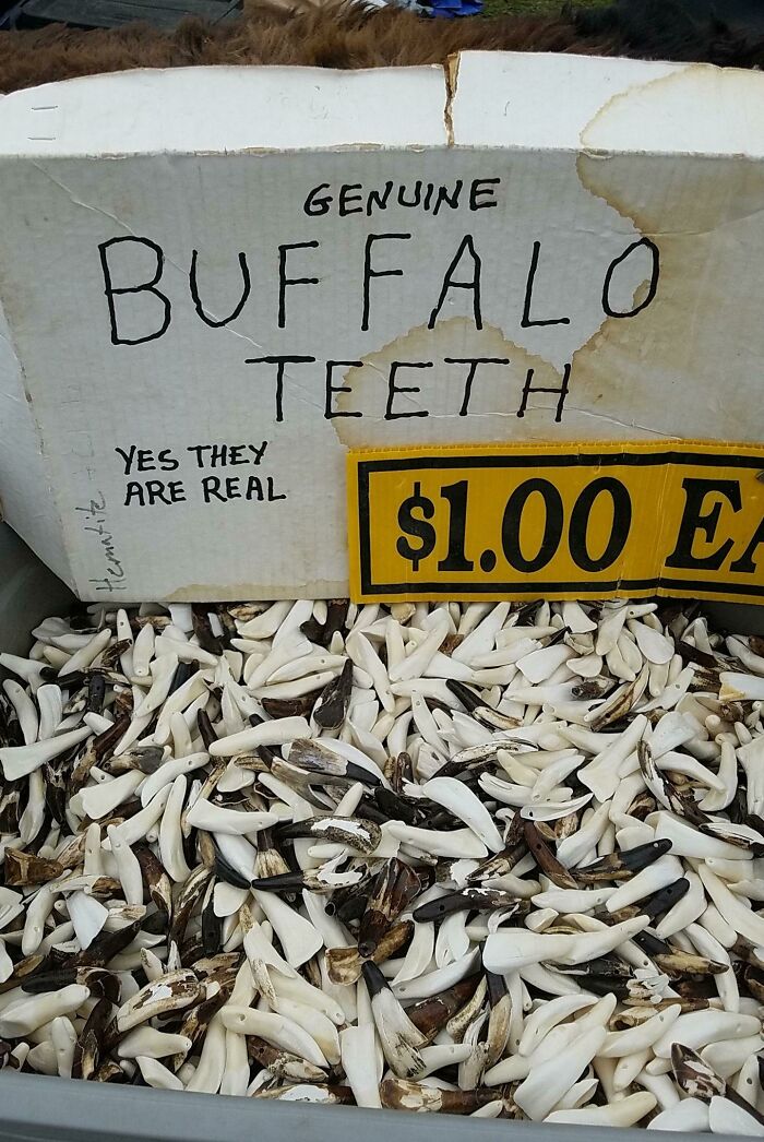Found At My Local Market. The Guy Selling Them Wanted Me To Know They Came From Real Buffalo Mouths