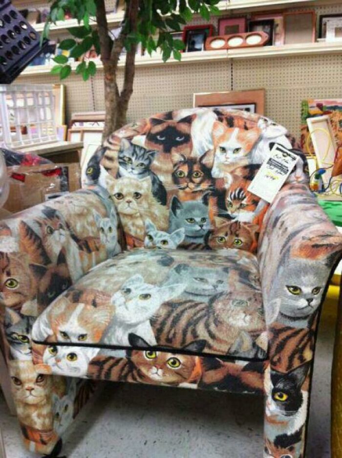 Old Picture Of Cat Chair Found In Florida