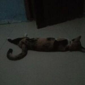 jeanhenry_donut1800 avatar