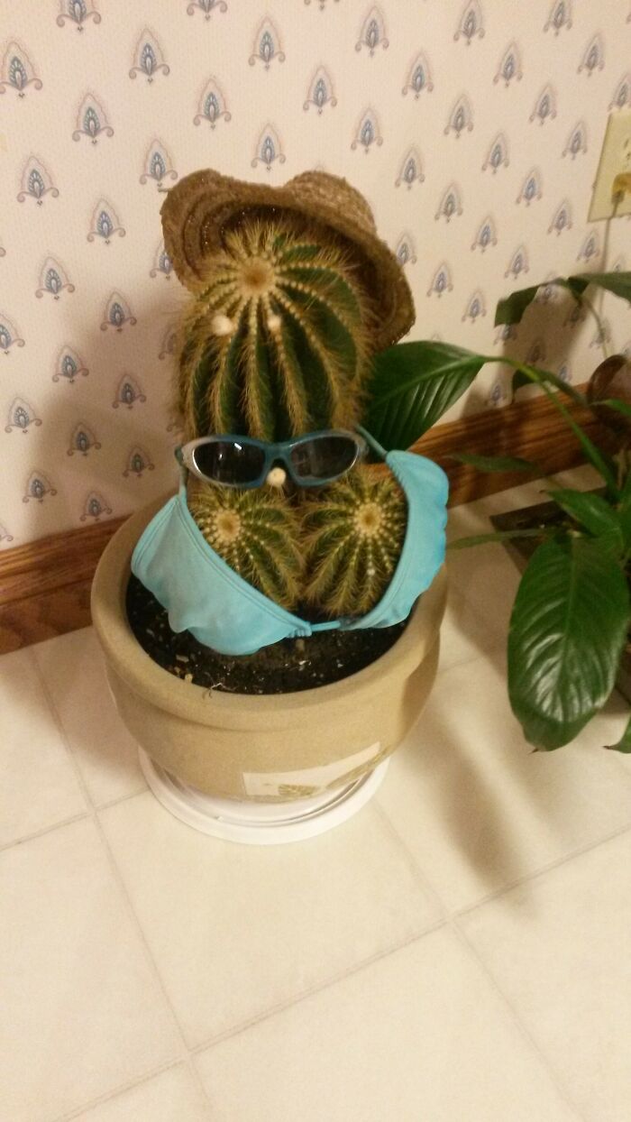 My Grandmas 20 Year Old Cactus, She Named It Dolly Parton