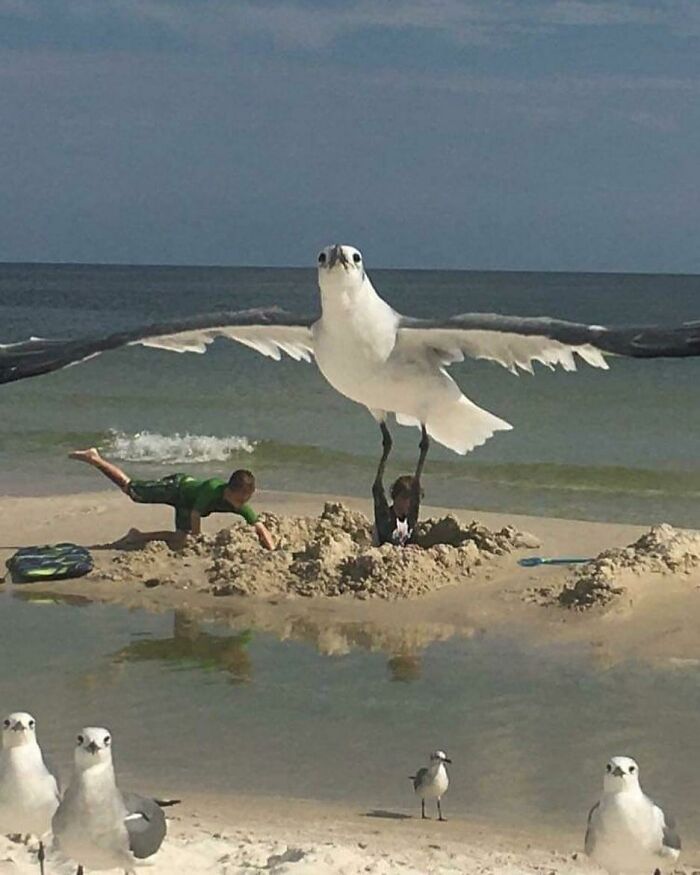 I Almost Lost My Boy To A Seagull. Good Thing His Brother Jumped In To Save Him