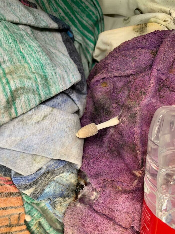 Cleaning A Family’s House And I Found Mushrooms Growing On Their Blankets