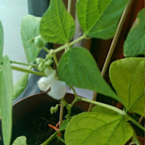 belemmartinez_1 avatar