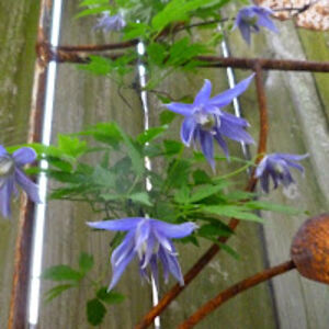 carrieborgenicht avatar