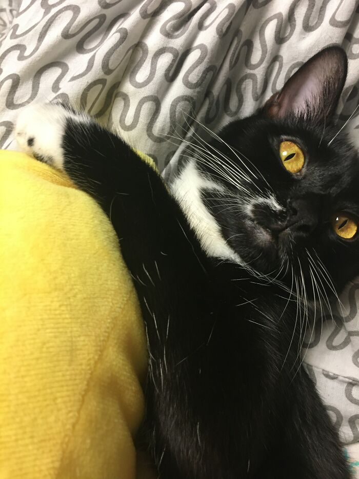 I've Alr Posted This Picture But It Fits Here Too! Ollie Snuggling A Stuffed Banana!!