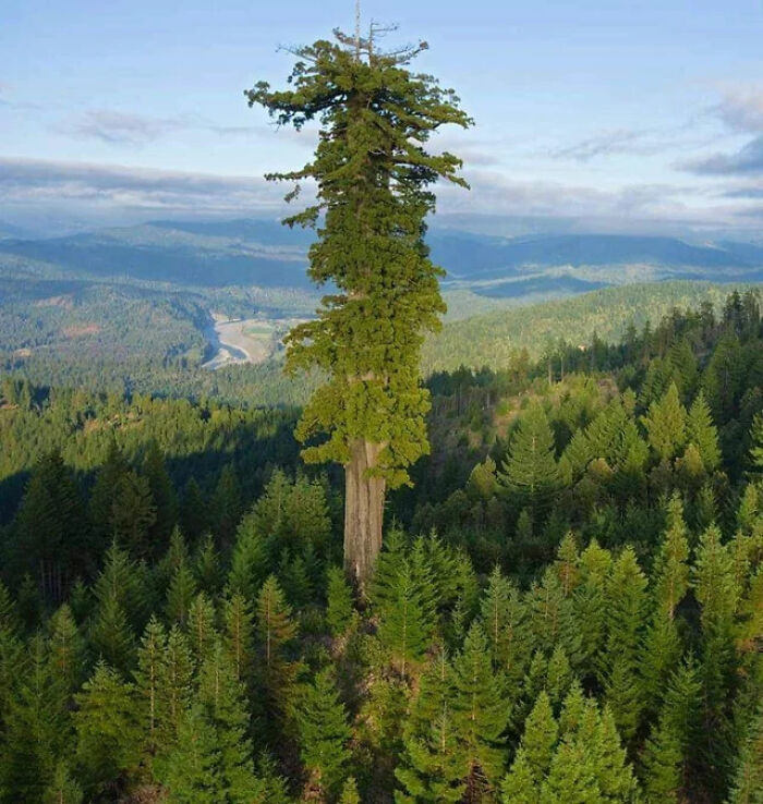 Hyperion, The World's Tallest Living Tree