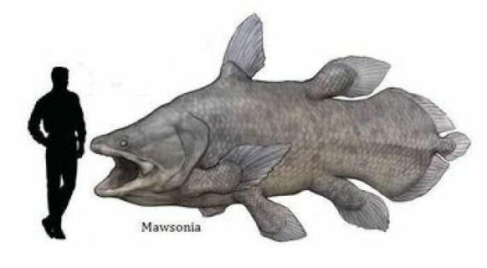Mawsonia, A Euryhaline Giant Coelacanth, Potential Prey Item For Spinosaurus, Compared To A Man