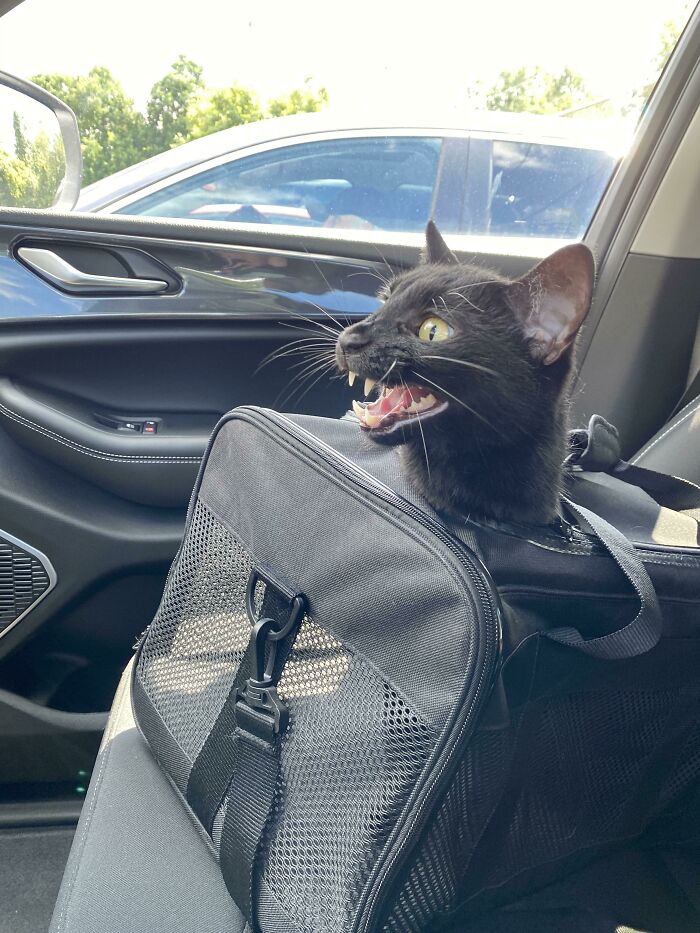 I Think This Fits Well Here. Al Is Not Fond Of The Car Ride To The Vet For His Annual Checkup