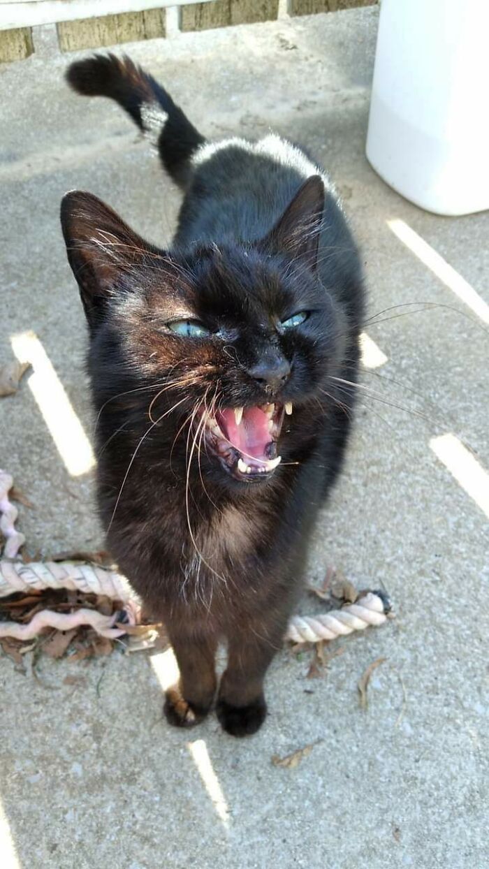 This Was My Spooky Cat, She Was A Stray That Decided I Was Going To Be Her Person, She's Sadly Moved On But I Spoiled Her Rotten The Last Year Of Her Life