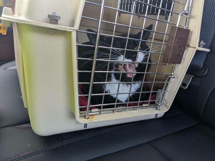 Picked Up The New Barn Cat Today From Our Local Shelter, Crate Causes A Big Mad
