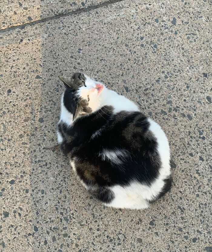 Vocal Chonk Who Lives At The Convenience Store Up The Hill
