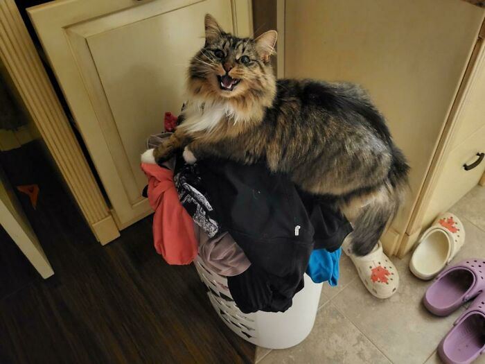 The Queen Of Laundry Mountain Has Something To Tell You