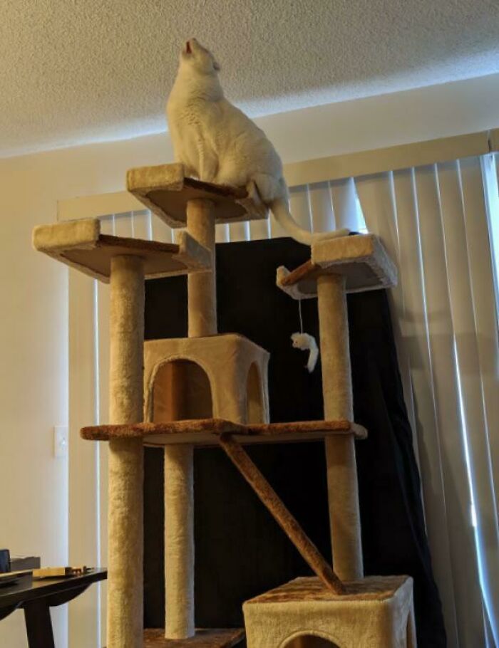 Chonks Telling Us He Likes His Newly Assembled Cat Tree