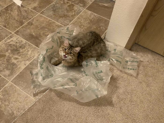 A Pic Of My Kitten Yelling. She Much Enjoyed The Plastic